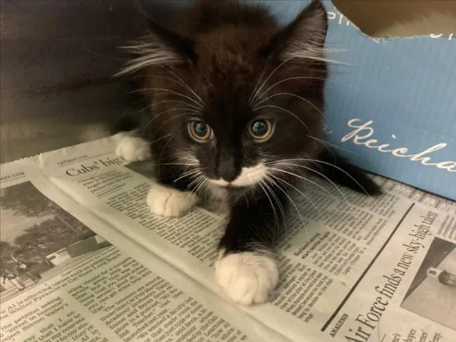 A baby small-sized male Domestic Short Hair cat named Flavio for adoption in Los Angeles, CA