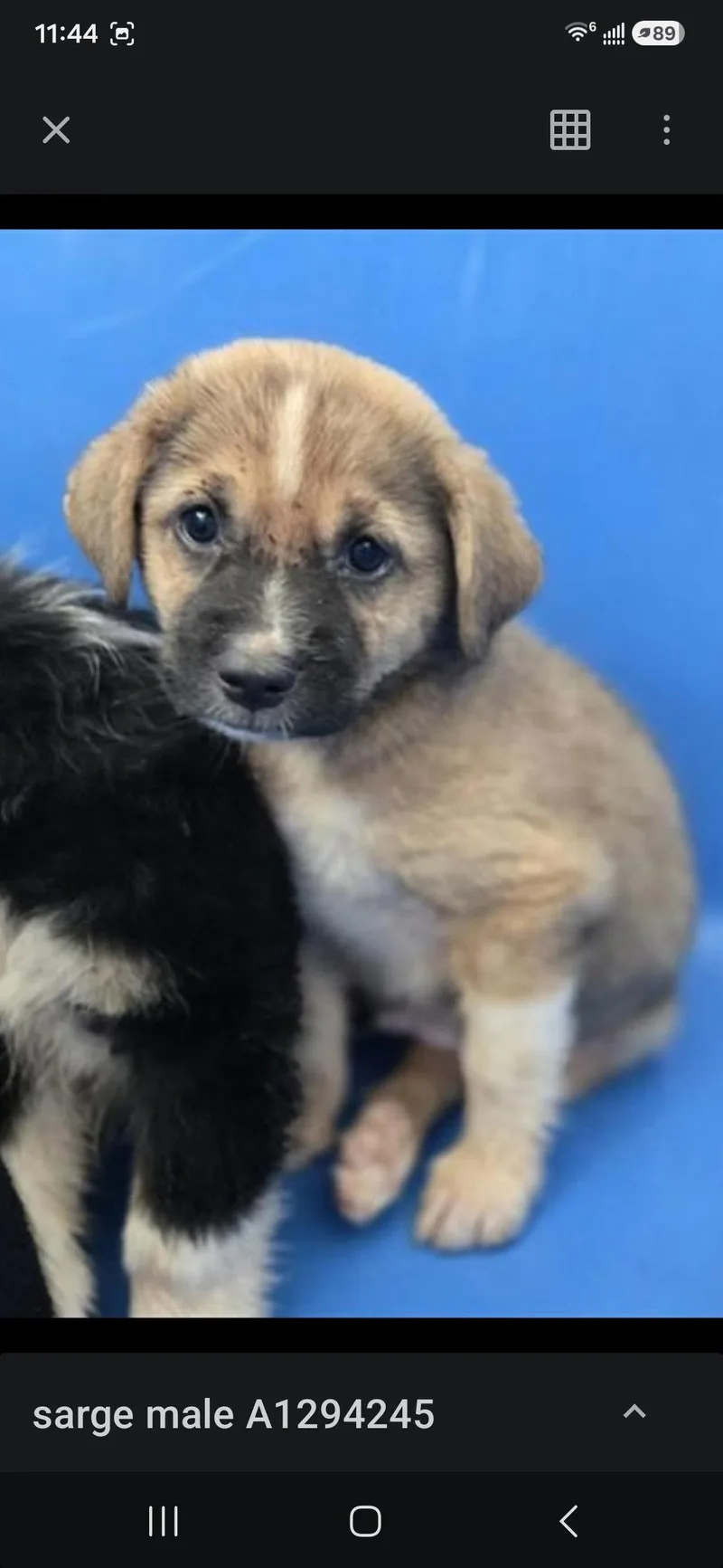 A baby medium-sized male Mixed Breed dog named Sarge for adoption in Holbrook, NY