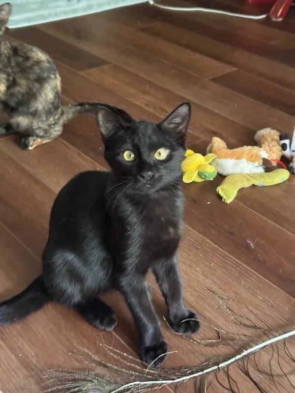 A young medium-sized male Domestic Short Hair cat named Apollo for adoption in Marietta, GA