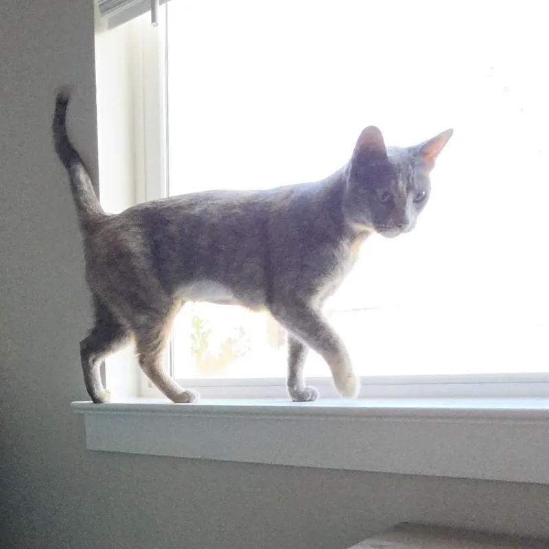 A young medium-sized female Tortoiseshell Domestic Short Hair cat named Lyla for adoption in Liverpool, TX
