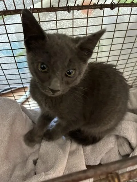 A baby small-sized male Domestic Short Hair cat named Loki for adoption in San Jose, CA