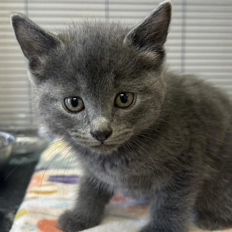 A baby small-sized female Gray / Blue / Silver Domestic Short Hair cat named Sage for adoption in Hannibal, MO