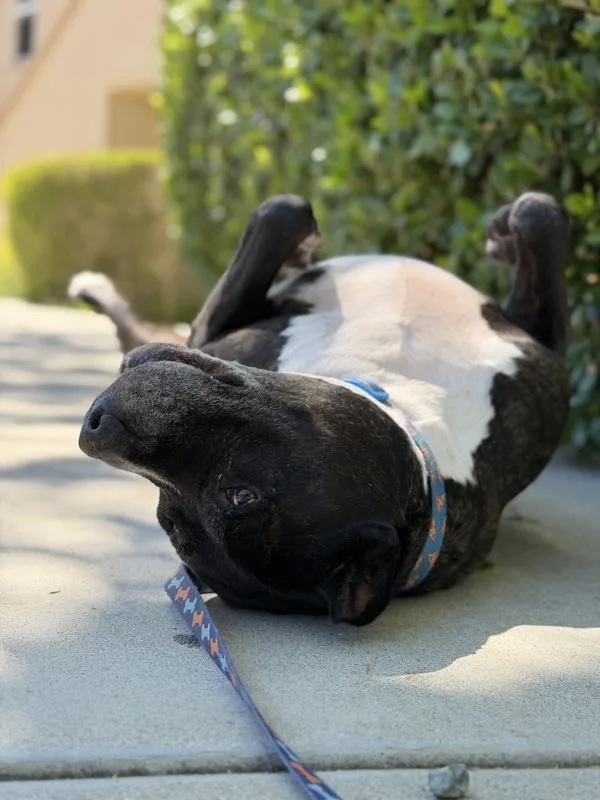 A senior large-sized male Pit Bull Terrier dog named Tiger for adoption in San Diego, CA