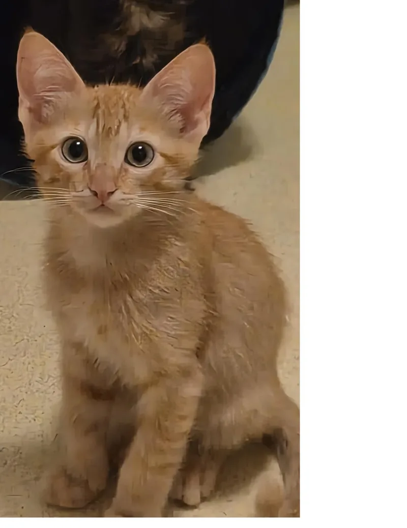A baby small-sized male Orange / Red Domestic Short Hair cat named Crackerjack Summerlover for adoption in Chandler, AZ