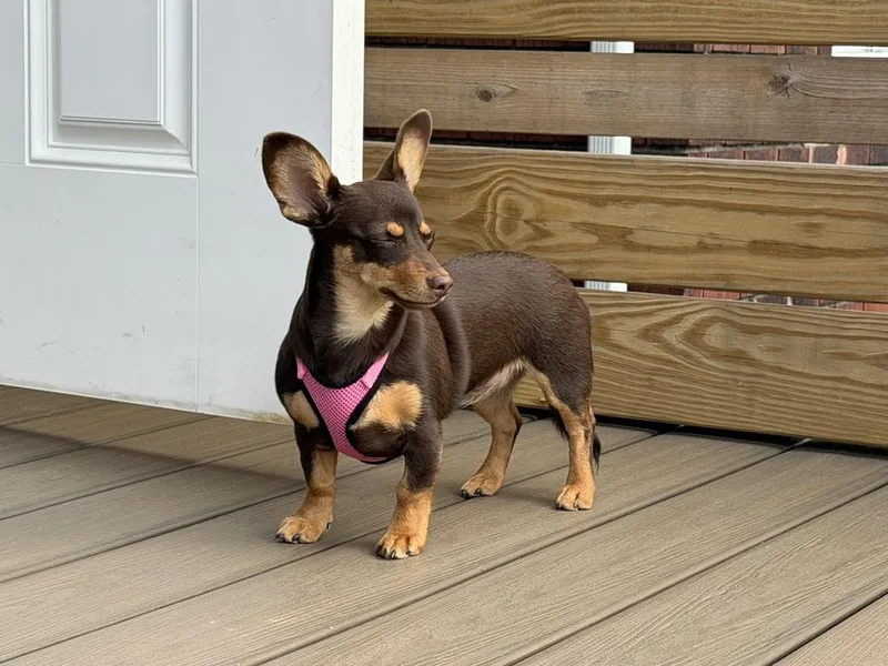 A baby small-sized female Dachshund dog named Millie for adoption in Jefferson Hills, PA