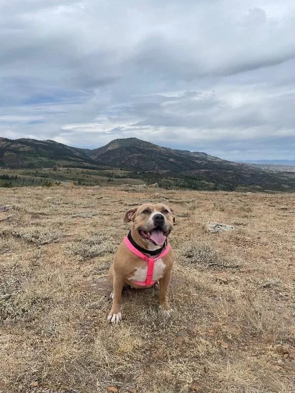 An adult large-sized female Red / Chestnut / Orange American Bulldog dog named Chocolate for adoption in Fruit Heights, UT