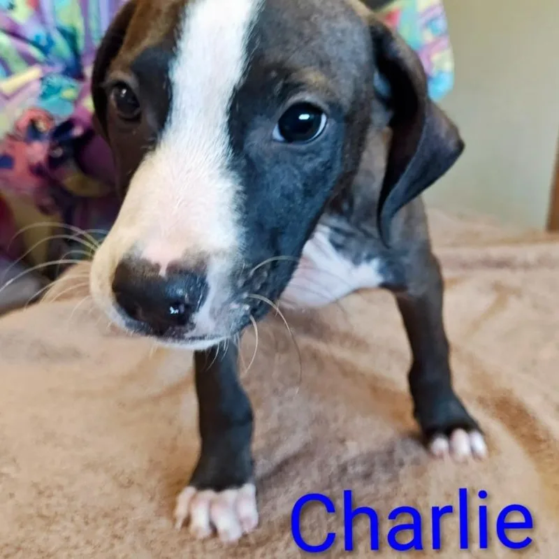 Charlie thumbnail 2