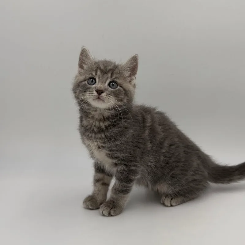 A baby small-sized male Domestic Short Hair cat named Stone for adoption in State College, PA