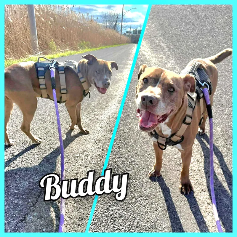 An adult medium-sized male Brown / Chocolate Bulldog dog named Buddy for adoption in San Antonio, TX
