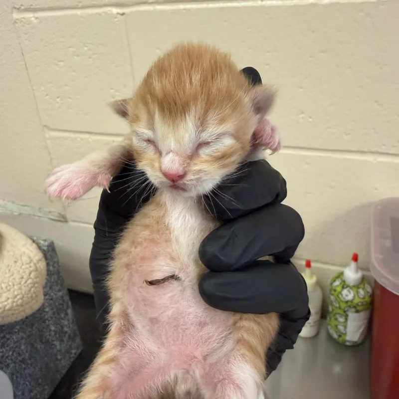 A baby small-sized male Orange / Red Domestic Short Hair cat named Peanut for adoption in Reno, NV