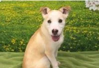 A baby medium-sized male Mixed Breed dog named Theodore for adoption in West Chester, PA