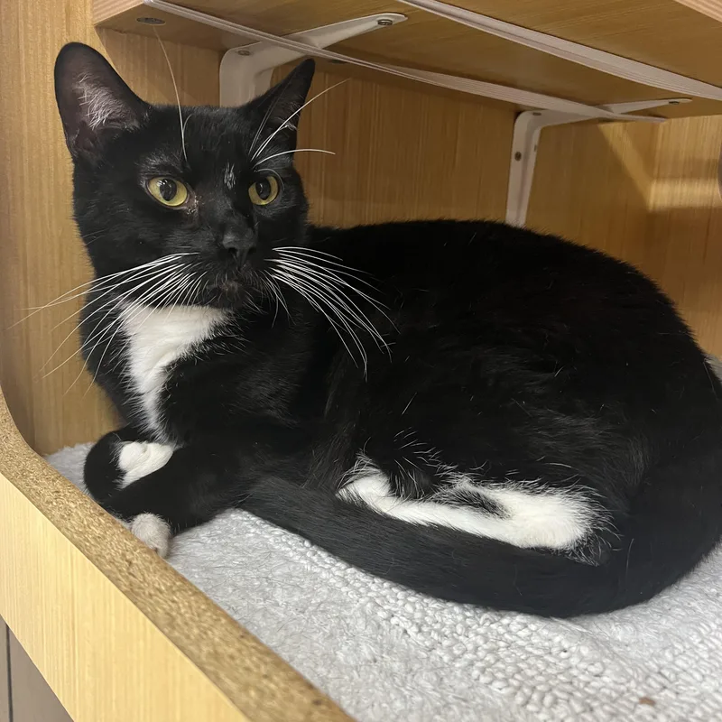 An adult medium-sized male Black & White / Tuxedo Domestic Short Hair cat named Gizmo for adoption in Manhattan, KS