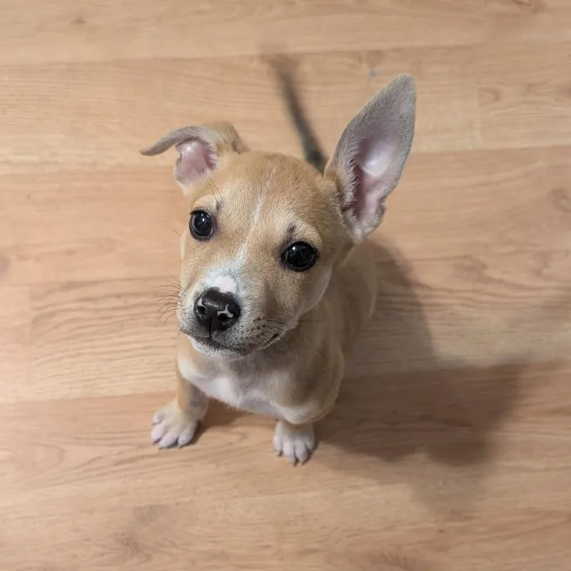 A baby small-sized female Yellow / Tan / Blond / Fawn Pit Bull Terrier dog named Eos D for adoption in Princeton, MN