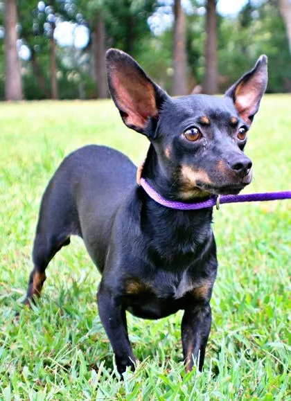An adult small-sized male Rat Terrier dog named Talup for adoption in Morton Grove, IL
