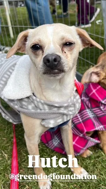 Hutch Boy thumbnail 2