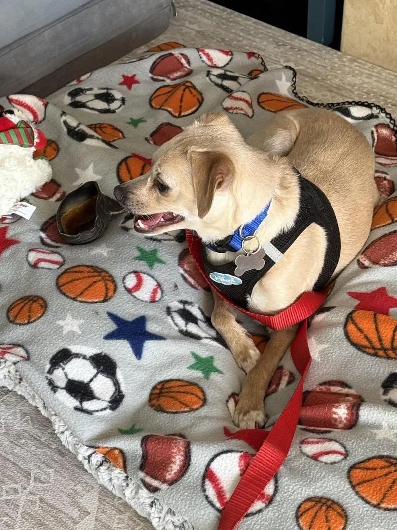 Hutch Boy thumbnail 3