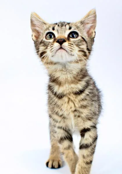 A baby small-sized male Domestic Short Hair cat named Asher for adoption in Morton Grove, IL