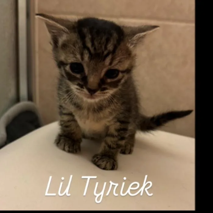 A baby small-sized female Brown / Chocolate Domestic Short Hair cat named Lil Tyriek for adoption in Bel Air, MD