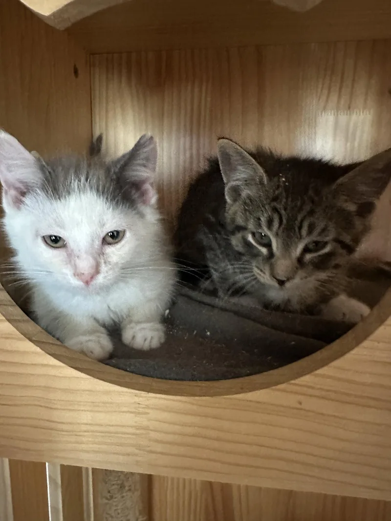 A baby small-sized male Domestic Short Hair cat named Messi for adoption in Philadelphia, PA