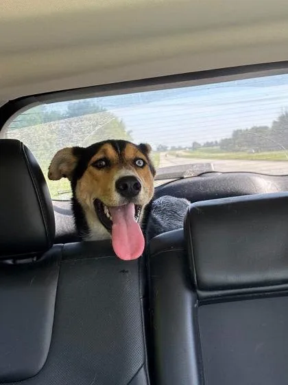 An adult medium-sized female Mixed Breed dog named Jessie for adoption in Sullivan, IN