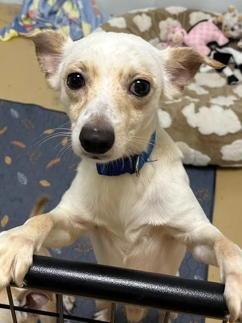 A young medium-sized male Italian Greyhound dog named Apollo for adoption in Manchester, TN