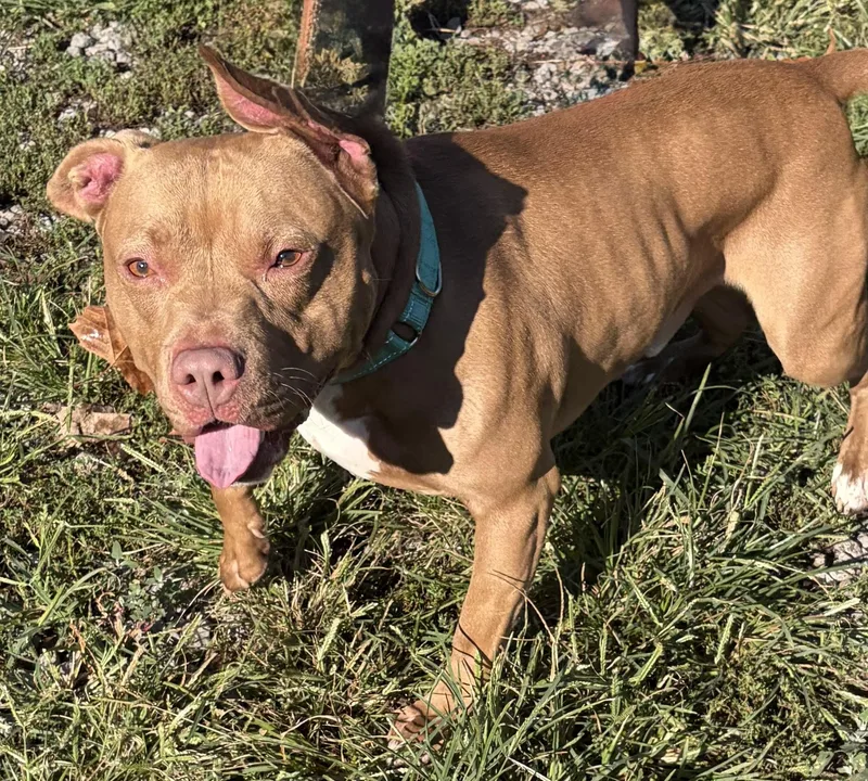 A young medium-sized male Red / Chestnut / Orange Pit Bull Terrier dog named Smores for adoption in McKeesport, PA