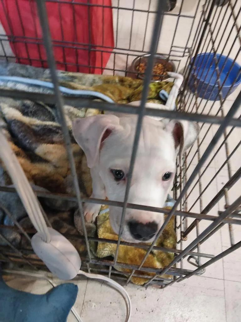 A baby small-sized male Mixed Breed dog named Whisker for adoption in Princeton, IN
