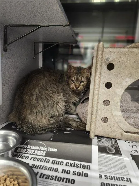 A young small-sized female Domestic Long Hair cat named Mainecoon for adoption in San Antonio, TX