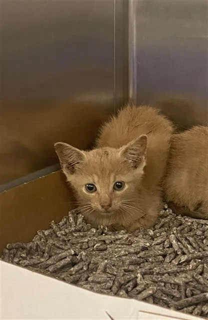 A baby medium-sized male Domestic Short Hair cat named Luke for adoption in Dallas, TX