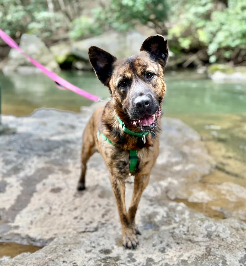An adult large-sized male Mixed Breed dog named Fitz for adoption in Ellijay, GA