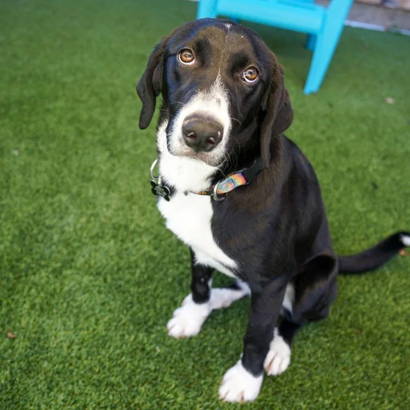 A young medium-sized female Labrador Retriever dog named Minnie for adoption in Jackson, WY