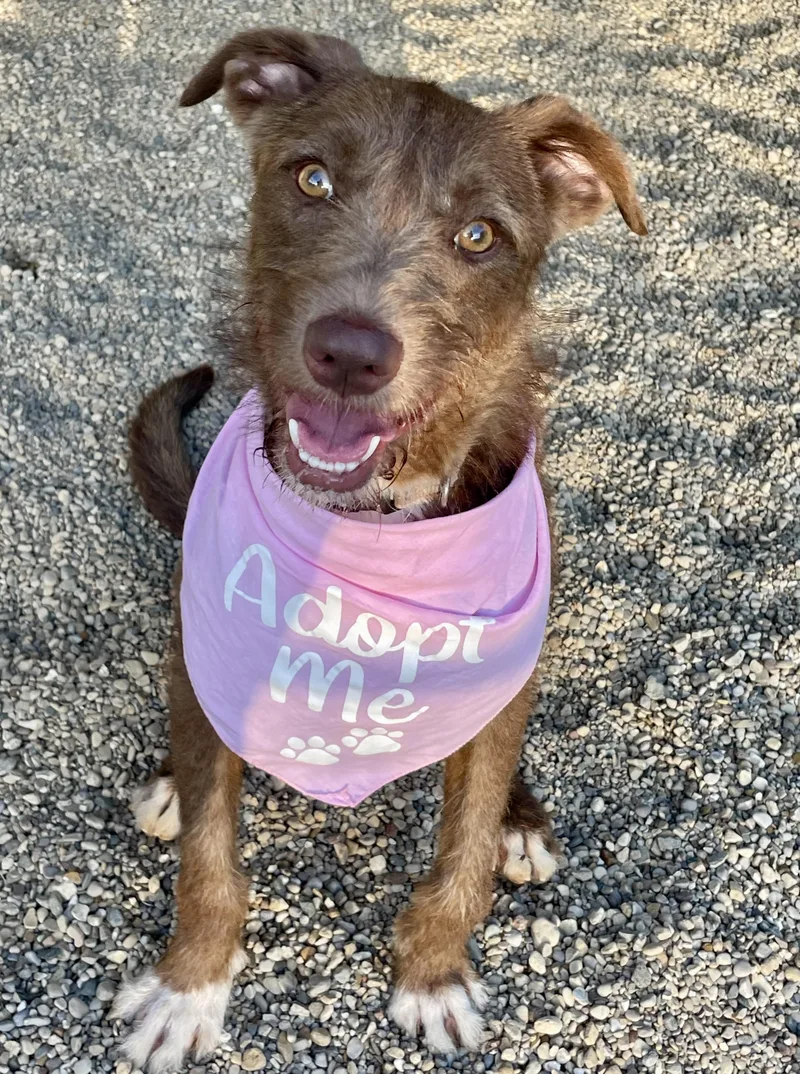 A young medium-sized female Brown / Chocolate Mixed Breed dog named Jenna for adoption in Lacon, IL