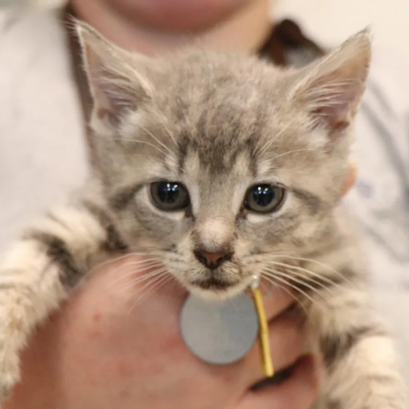 A baby small-sized female Domestic Short Hair cat named Silvermist for adoption in Port Washington, NY