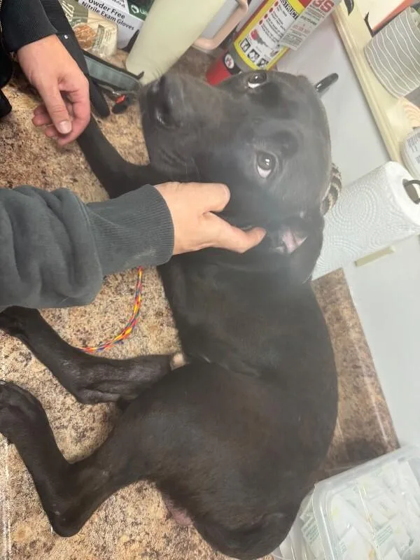 An adult large-sized male Black Mixed Breed dog named Ogel for adoption in Cincinnati, OH