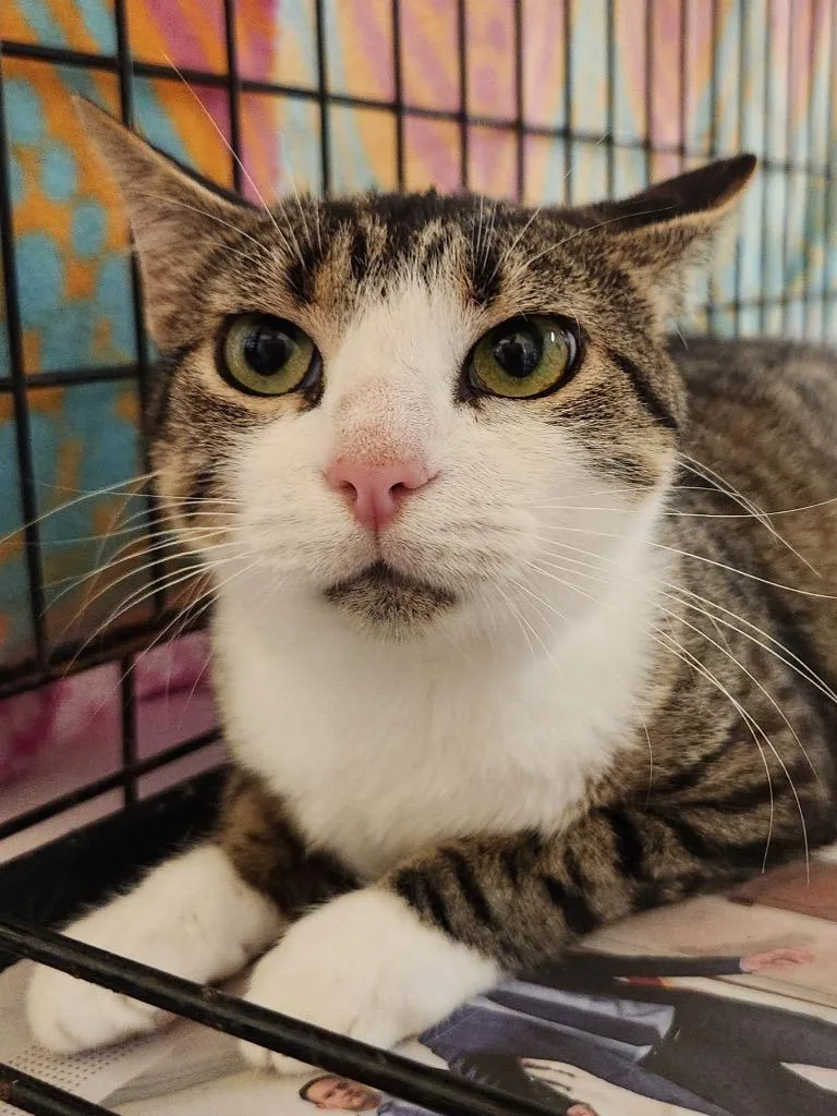 A baby medium-sized female Domestic Short Hair cat named Stella for adoption in Camp Hill, PA