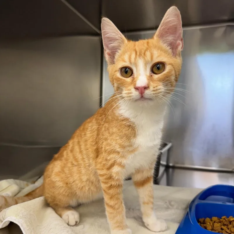 A baby small-sized male Orange / Red Domestic Short Hair cat named Ron for adoption in Auburn, AL