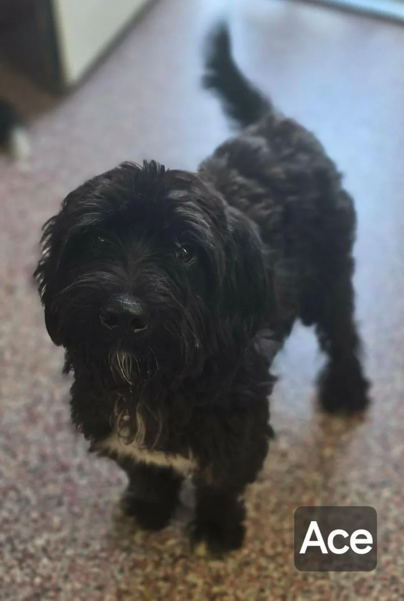 A young small-sized male Miniature Schnauzer dog named Ace for adoption in Wheelersburg, OH