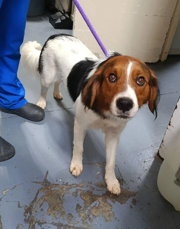 An adult large-sized male Border Collie dog named A Jeff for adoption in Dallas, GA