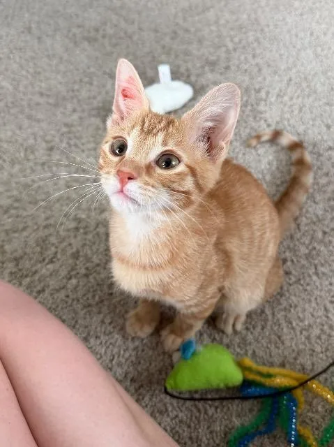 A baby medium-sized male Domestic Short Hair cat named Basketball for adoption in Cincinnati, OH