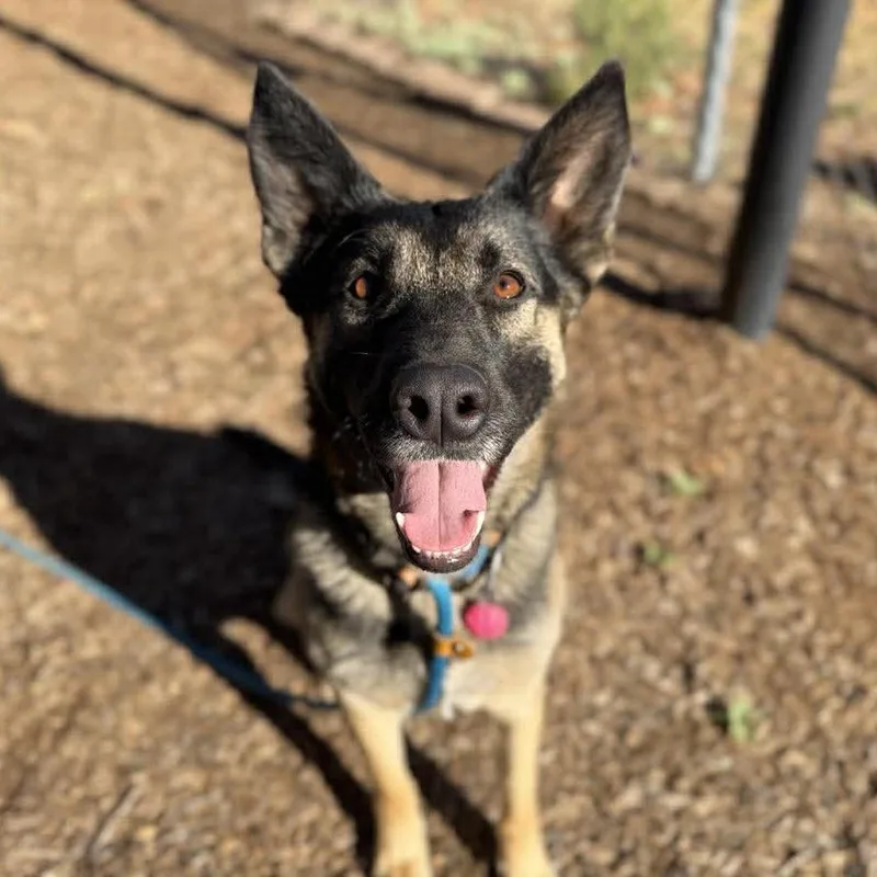 An adult large-sized female Black German Shepherd Dog dog named Willow for adoption in Ramona, CA