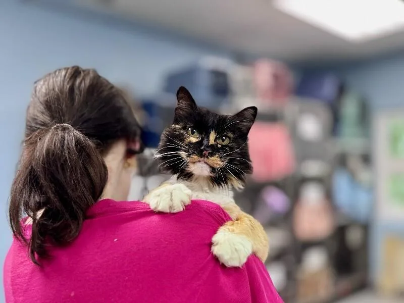 An adult medium-sized female Calico Domestic Long Hair cat named Gertrude for adoption in Wooster, OH
