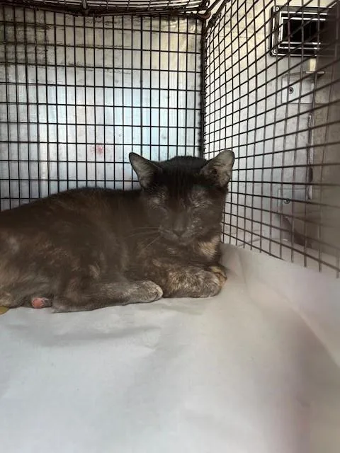 An adult medium-sized female Domestic Short Hair cat named Lily for adoption in Miami, FL