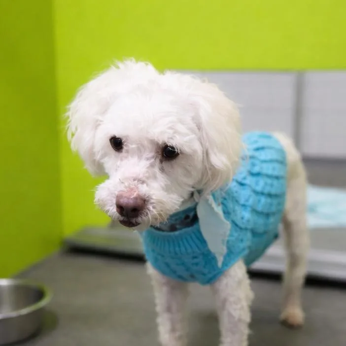 A senior small-sized male White / Cream Poodle dog named Marshmallow for adoption in San Jacinto, CA