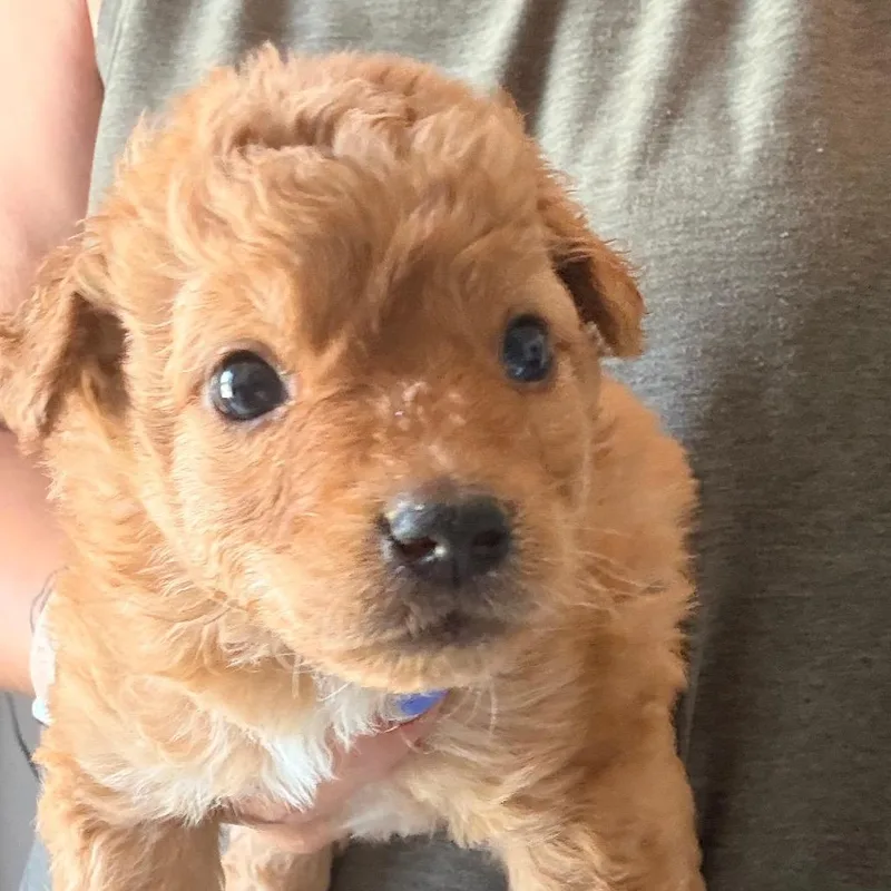 A baby medium-sized male Golden Retriever dog named Cheeto for adoption in Sacramento, CA