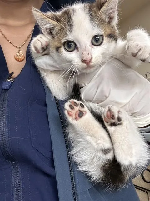 A baby small-sized female Domestic Short Hair cat named Stacy for adoption in Riverside, CA