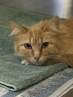 An adult medium-sized female Domestic Long Hair cat named Blaney for adoption in Kansas City, MO