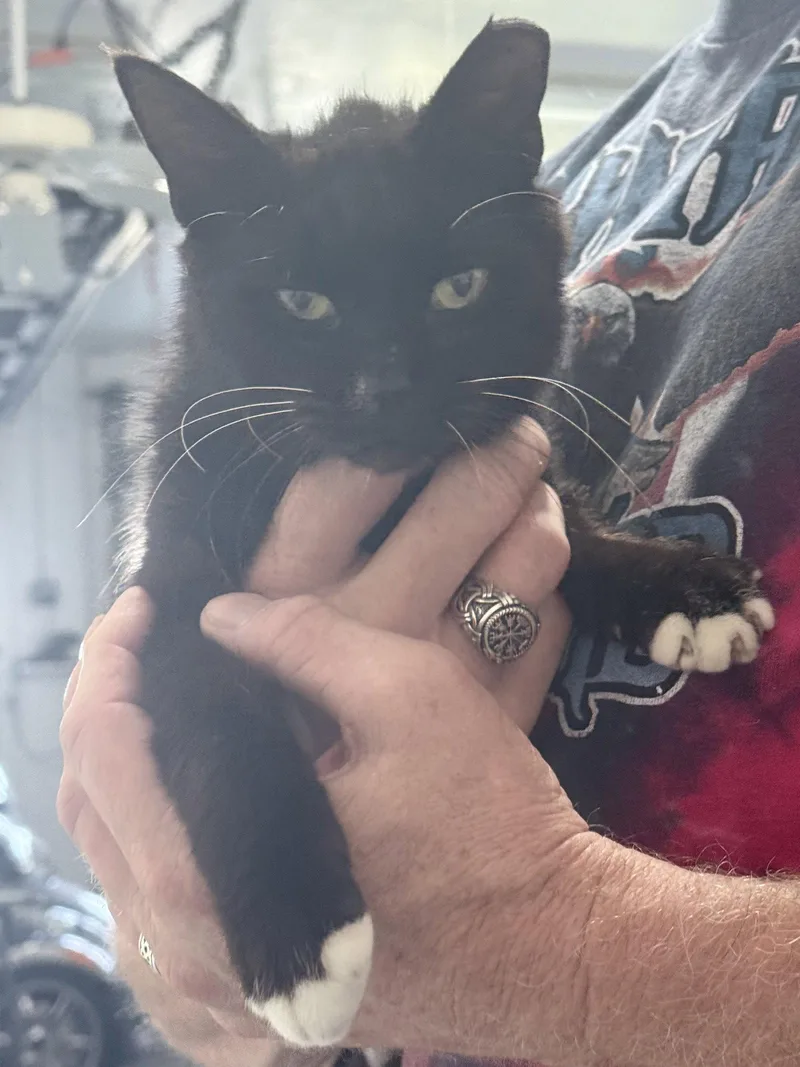 A young medium-sized male Black & White / Tuxedo Domestic Short Hair cat named Booties for adoption in Naples, FL