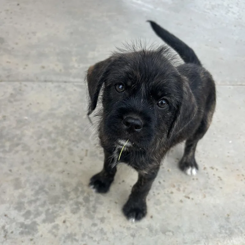 Cooper