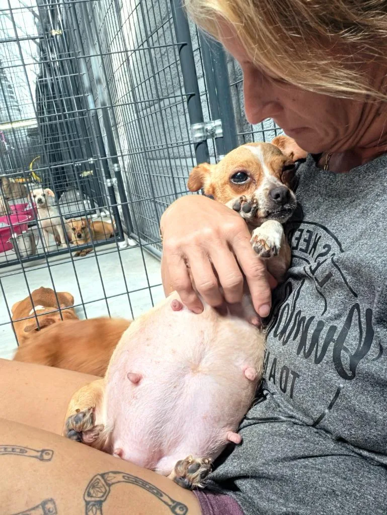 A young small-sized female Chihuahua dog named Midge for adoption in Waynesville, GA
