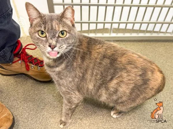 An adult medium-sized female Domestic Short Hair cat named Annie for adoption in Roanoke, VA